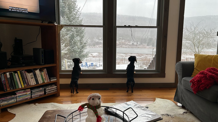 Two dachshunds looking out the window