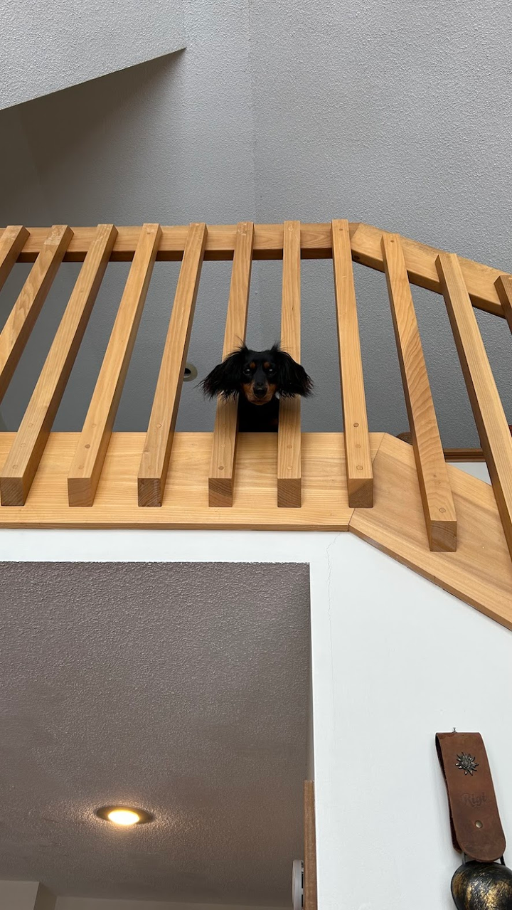 Fritzi looking at me from upstairs